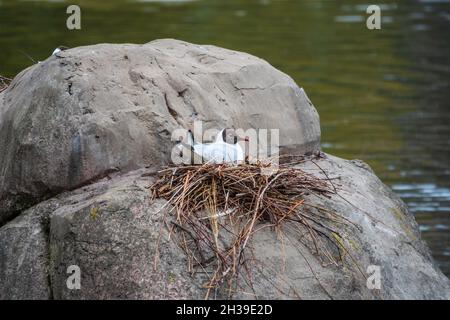 The common tern, Sterna hirundo, sits in its nest on rock on lake shore. Seabird sits in its nest in spring Stock Photo