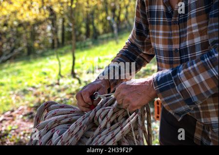 Lumberjack pulling rope in the forest Stock Photo - Alamy