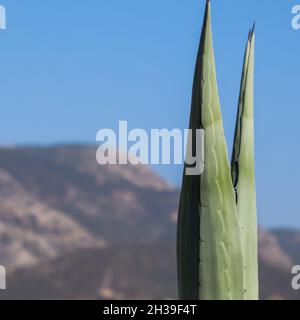 Two sharp agave leaves on a background of mountains and blue sky. Space for your text. High quality photo Stock Photo