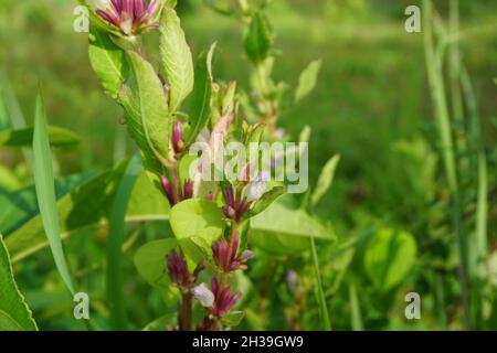 Gentianella amarella (also called autumn gentian, autumn dwarf gentian, autumn felwort) with a natural background Stock Photo