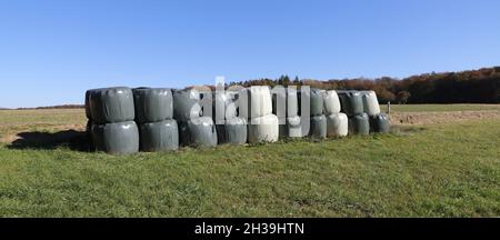 around many white silo bales lie on a meadow Stock Photo