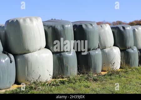 around many white silo bales lie on a meadow Stock Photo