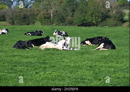 Holstein Friesan cattle grazing in field near the north Oxfordshire village of Hook Norton Stock Photo
