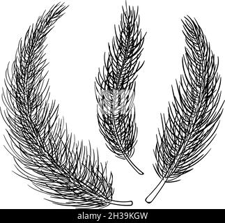 Pine tree branches set of hand drawn illustrations. Christmas winter ink vector doodles Stock Vector