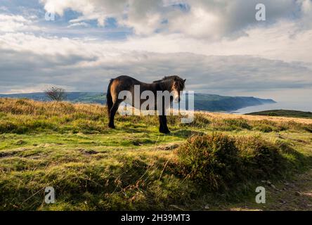 Wild pony grazing on Bossington Hill, Exmoor, Somerset, south west England Stock Photo
