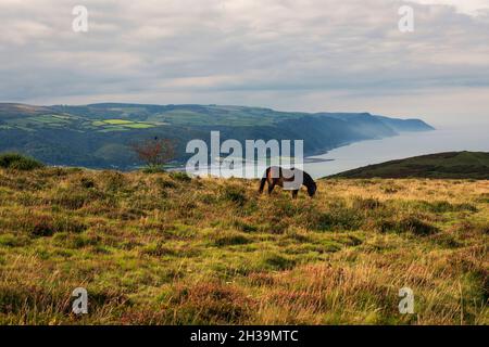 Wild pony grazing on Bossington Hill, Exmoor, Somerset, south west England Stock Photo