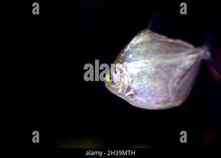 Silver dollar fish swim in a fresh water against black background in aquarium Stock Photo