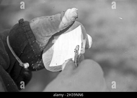 Gewinnung von Bienengift bei der Pharmafirma Mack in Illertissen, Deutschland 1930er Jahre. Extraction of bee venom at Mack pharmceutical company at Illertissen, Germany 1930s. Stock Photo