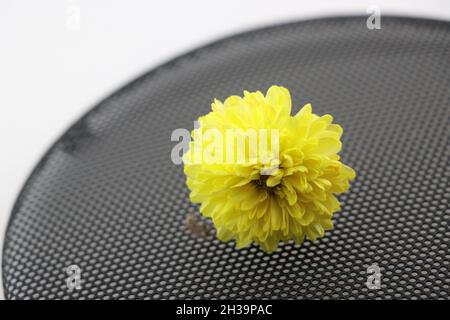 Colorful yellow chrysanthemum flower on black mesh table, Flowers on a mesh background Stock Photo