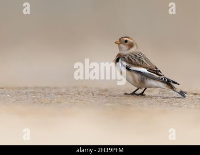 Female Snow Bunting (Plectrophenax nivalis) in Autumn/Winter plumage foraging for food on a beach, Norfolk Stock Photo