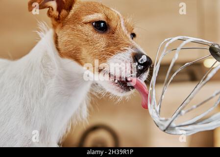 Dog lick electric kitchen mixer whisk. Hungry pet Stock Photo