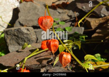 Physalis peruviana fruits harvest. Physalis flowers,  Ground Cherry in the autumn garden. Stock Photo