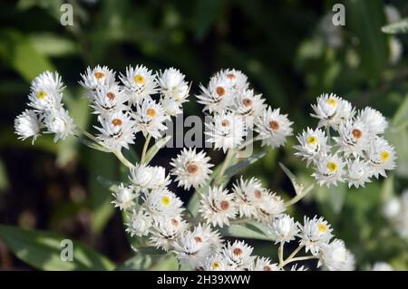 Close up of White Anaphalis triplinervis 'Sommerschnee/Summer Snow' Flowers grown in the Borders at RHS Garden Bridgewater, Worsley, Manchester, UK. Stock Photo