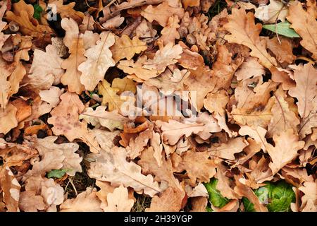 Fallen autumn foliage lies on the ground. Stock Photo