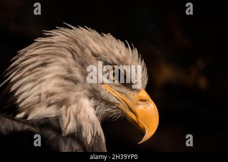 Eagle's head in profile. Sharp yellow eagle beak. Eagle look. Stock Photo