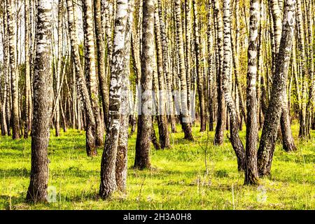 Rows of birch trunks with young foliage, illuminated by the sun at dusk or dawn in spring. Stock Photo