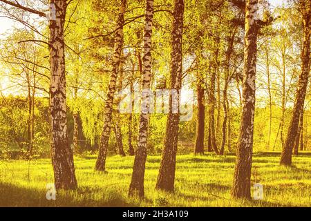 Rows of birch trunks with young foliage, illuminated by the sun at dusk or dawn in spring. Stock Photo