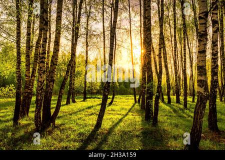 Sun rays cutting through birch trunks in a grove at sunset or sunrise in spring. Stock Photo