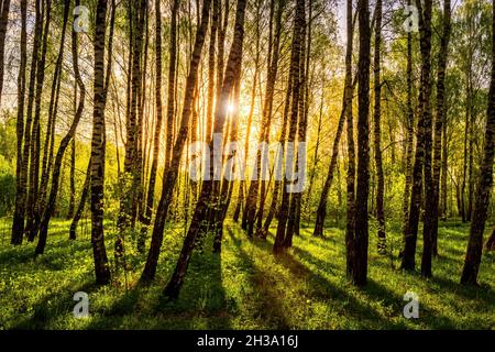 Sun rays cutting through birch trunks in a grove at sunset or sunrise in spring. Stock Photo