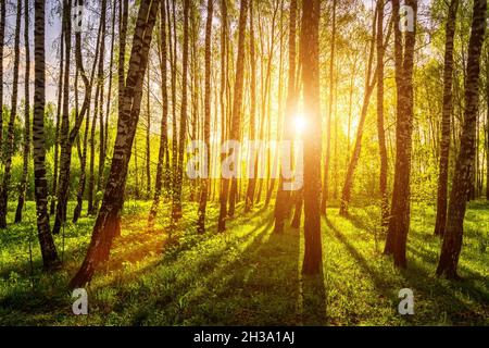 Sun rays cutting through birch trunks in a grove at sunset or sunrise in spring. Stock Photo