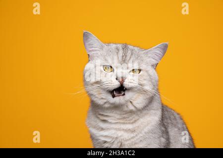 grumpy silver tabby british shorthair cat making funny face meowing mouth opened on yellow background Stock Photo