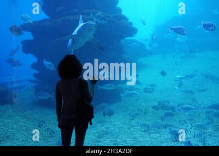 Tourist girl looks at a shark at Palma Aquarium. Palma de Mallorca, Spain 01.10.2019 Stock Photo