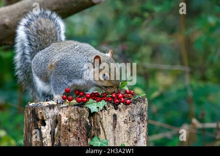 Grey squirrel feeding in the woods Stock Photo