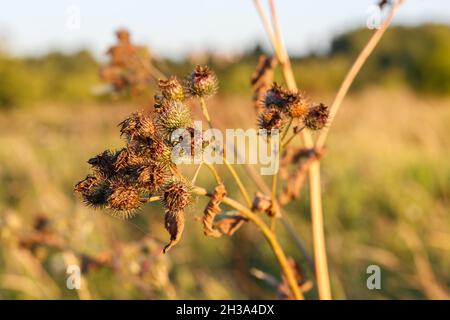 Dried greater burdock flower. Arctium lappa Stock Photo