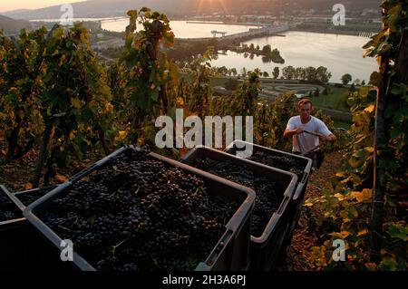 FRANCE. RHONE (69) CONDRIEU. CHATEAU D'AMPUIS. THE GUIGAL ESTATE OWNS SOME OF THE FAMOUS PARCELS PRODUCING AMONGST OTHER WINES THE  LA DORIANE AND FAM Stock Photo