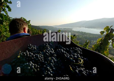 FRANCE. RHONE (69) CONDRIEU. CHATEAU D'AMPUIS. THE GUIGAL ESTATE OWNS SOME OF THE FAMOUS PARCELS PRODUCING AMONGST OTHER WINES THE  LA DORIANE AND FAM Stock Photo