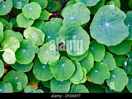 Close-up view of the leaves of the  garden nasturtium (Tropaeolum majus). Stock Photo