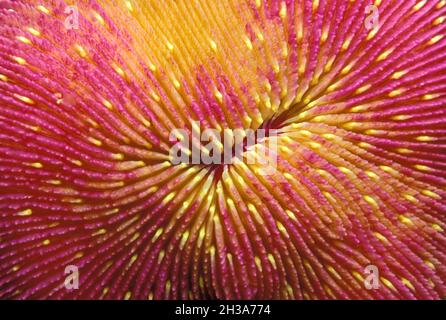 FRANCE. PRINCIPALITY OF MONACO. OCEANOGRAPHY MUSEUM OF MONACO. CLOSE-UP OF A MUSHROOM CORAL Stock Photo