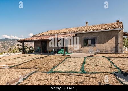 After harvest in September, freshly picked pistachio nuts are spread on the ground to dry in the sun outside a farmhouse near Bronte, Sicily, Italy Stock Photo