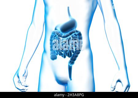 Stomach and Intestine, Organ, Human Body, Medical 3D Model Stock Photo