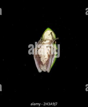 Underside of tiny eastern dwarf tree frog, Eastern sedge frog, (litoria fallax) resting on glass window.  in Australian garden in eastern Queensland. Stock Photo