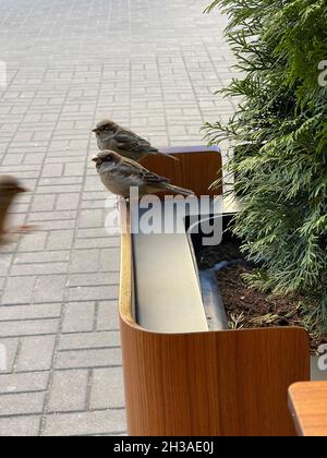 Two sparrows sitting on wooden plant pot in the city Stock Photo