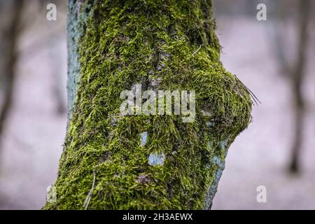 Moss on a tree in forest in Bialoleka district on the edge of Warsaw city, Poland Stock Photo