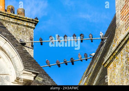 Pigeons perched on roof reinforcing bars at the Chateau of Azay-le-Ferron, Indre (36), France. Stock Photo