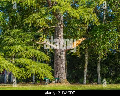Large Fir tree with recently broken branch in park of Chateau Azay-le-Ferron, Indre (36), France. Stock Photo