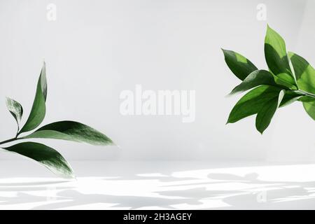 Creative layout of colorful riskus leaves on a white background in the rays of the sun, with shadows. Minimal summer exotic concept with copy space. Stock Photo