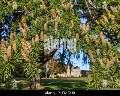 Pine tree branch covered with cones in the woodland park of the Chateau Azay-le-Ferron, Indre (36), France. Stock Photo