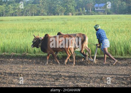 old farmer busy in working in the field Stock Photo