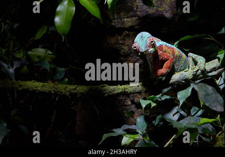 Colorful chameleon sitting on a tree branch in wildlife while hunting Stock Photo