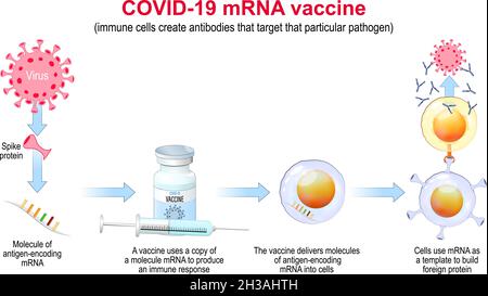 COVID-19 mRNA vaccine. mechanism of action. pandemics caused development of the mRNA technology for new way to deliver a messenger RNA into a cell Stock Vector