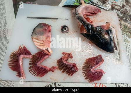 Displaying the dissected gills, eyeball and head (half) of a salmon fsh following a dissection in a UK school. Stock Photo