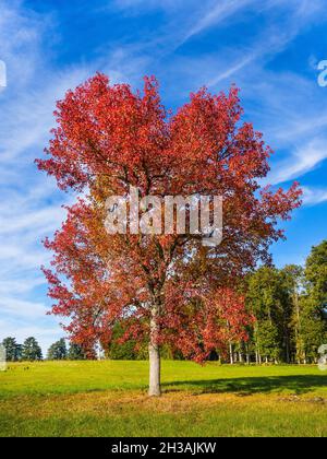 Acer tree with autumn foliage in parkland at Chateau de Azay-le-Ferron, Indre (36), France. Stock Photo