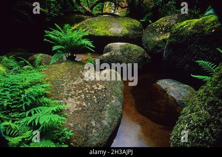 FRANCE. BRITTANY REGION. COTES D'ARMOR (22) TOUL-GOULIC FOREST Stock Photo