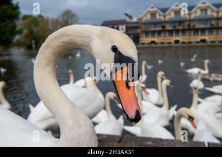 Windsor, Berkshire, UK. 27th October, 2021. The flock of swans on the River Thames in Windsor this morning were very hungry as they scrabbled to get scraps of bread from locals feeding them. Fortunately there are at least 20 new cygnets on this stretch of the River Thames. Credit: Maureen McLean/Alamy Live News