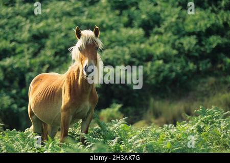 FRANCE. PYRENEES-ATLANTIQUES (64) BASQUE COUNTRY Stock Photo