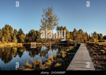 Peat bog near Pernink village in Krusne hory,Ore mountains,Czech Republic.Protected nature reserve.Colorful autumn landscape.Shot of fresh fall nature Stock Photo